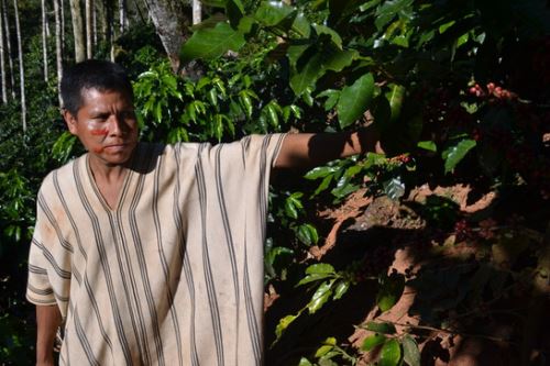 Programa Bosques cuenta con información oficial y de libre acceso sobre los cambios en la cobertura de los bosques amazónicos ocurridos del 2001 al 2017.