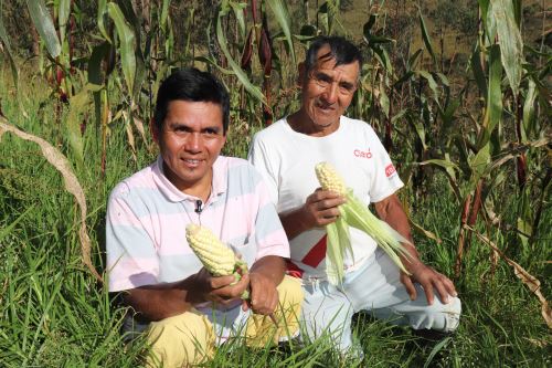 Con ayuda de su padre y asistencia técnica del Midis, Rosmeli Calvanapón (40), natural de Cajamarca, cultiva maíz y papa orgánicos.