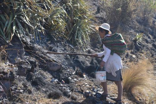 Pobladores de Lamay (Cusco) participaron en labores para sofocar incendio forestal en la zona arqueológica de Hatun Llaqta, en la provincia cusqueña de Calca.