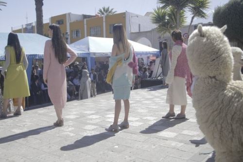 Cada 1 de agosto se celebra el Día Nacional de la Alpaca y Arequipa se sumó a los festejos.