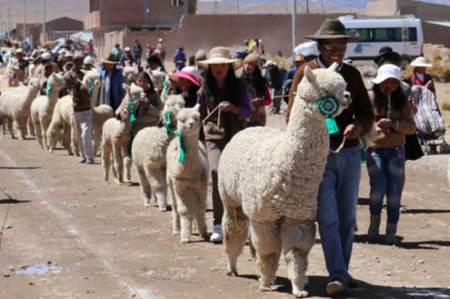 Día Nacional de la Alpaca: conoce su importancia para Perú y por qué su lana  es apreciada