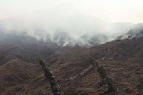 Cobertura natural y cultivo fueron afectados por incendios forestales.