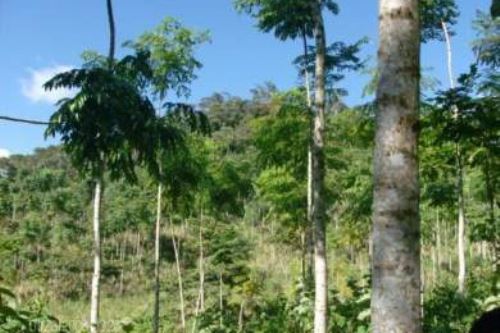 En el distrito de Pítipo, en la provincia lambayecana de Ferreñafe, se encontró una plantación de cedro rosado.