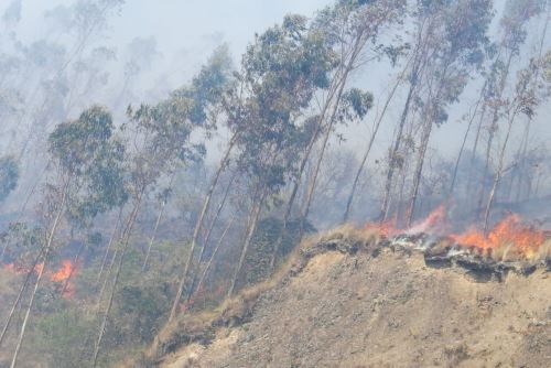 En lo que va del año se han registrado 70 incendios forestales en la región Cusco, informó la Dirección Desconcentrada del Indeci.