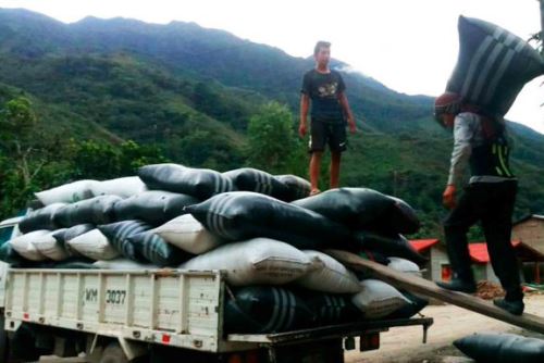 Con la asistencia técnica de Devida y Alianza Café, caficultores del valle del Monzón exportarán 53.7 toneladas de grano de café a Europa.