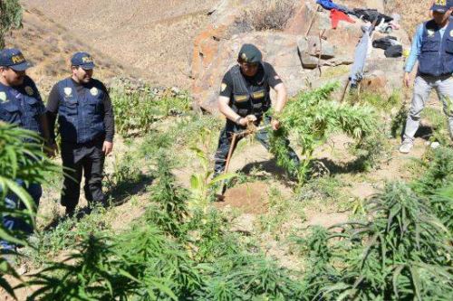 Policías ubicaron plantones de marihuana camuflados entre sembríos de maíz en el distrito ancashino de Conchucos.
