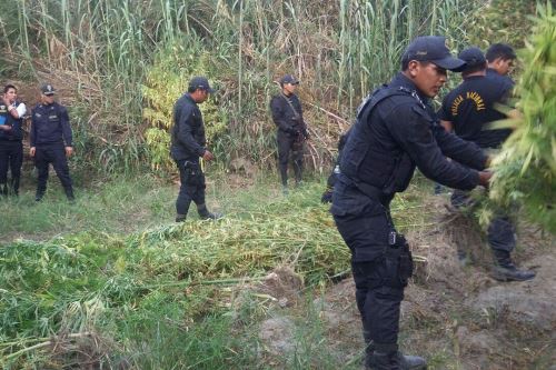 Labor de inteligencia de la Policía Nacional permitió descubrir 5,900 plantones de marihuana en el distrito de Conchucos.