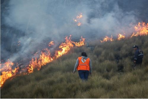 Los incendios forestales en el Cusco han dejado 7,000 hectáreas de flora y fauna silvestre afectadas o perdidas.