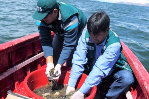 En el Perú y en el mundo se realizan esfuerzos por proteger y conservar a la rana gigante.
