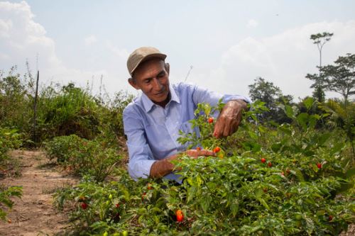 En Perú 8,942 familias se dedican a la producción de ajíes y variedades en 8,528 hectáreas, según el Cenagro 2012.