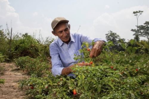 Esaú Hidalgo preside la asociación de agricultores El Pimental de Pucallpa (Ucayali).