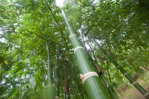 En Perú existen 27 especies nativas de bambúes leñosos y alrededor de 15 especies introducidas.