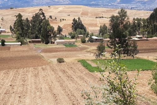 Las comunidades de Tinyari y Chongos Bajo, de la provincia de Chupaca, región Junín, se dedican al cultivo de maíz, arveja y pastizales para ganado.