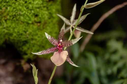De acuerdo con el Minagri, 62 especies de orquídeas están en peligro crítico, 19 en peligro y 220, vulnerables.