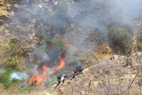 Los más de 3,520 plantones de marihuana detectados en la quebrada de Carricillo, región Áncash, fueron incinerados por la Policía Nacional.