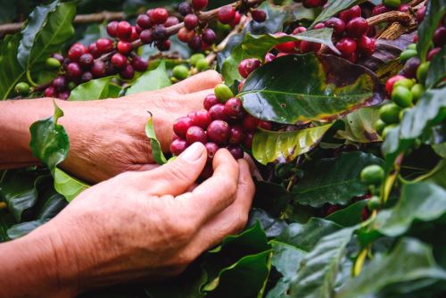 La provincia de Jaén cuenta con grandes plantas procesadoras de café para exportación.