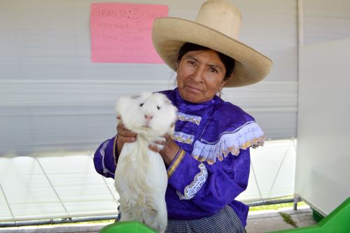 La Red de Productores de Cuy de Condebamba Alto (Cajamarca) cuenta con 43 socios que tienen más de 40,000 ejemplares.