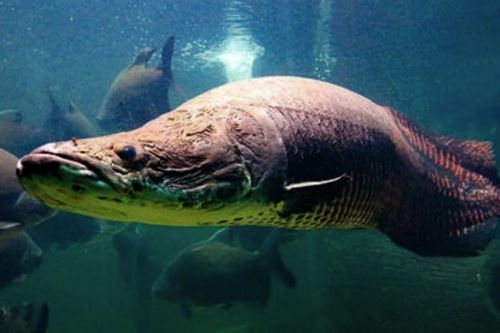 El paiche es una de las especies de agua dulce más grandes del mundo.