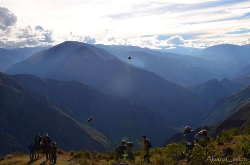 Desde el mirador de la comunidad de Chonta, ubicada en la región Cusco, se ha observado camada de cóndores.