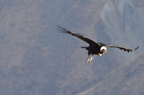 Cóndores, que pasaron de emplumados a juveniles, fueron avistados mientras hacían sus primeros vuelos en el cañón del Cóndor o de Apurímac.