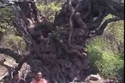 El distrito lambayecano de Motupe alberga el bosque seco de Jagüey Negro.