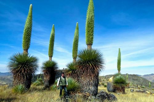 El Santuario Nacional de Calipuy  (La Libertad) alberga más de 80,000 puyas Raimondi.