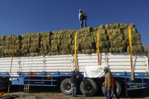 Agro Rural distribuye 44,000 pacas de heno para los ganaderos de los distritos afectados por las explosiones del volcán Ubinas (Moquegua).