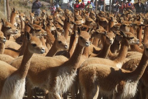 Perú alberga la mayor población de la vicuña en el mundo.