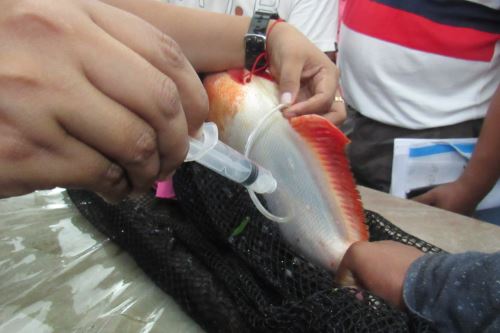 Emprendedores de Ucayali aprenden nuevas técnicas de crianza de peces  amazónicos, Noticias