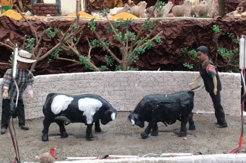 La pelea de toros es una de las estampas costumbristas que se puede apreciar en el nacimiento mecatrónico exhibido en Arequipa.