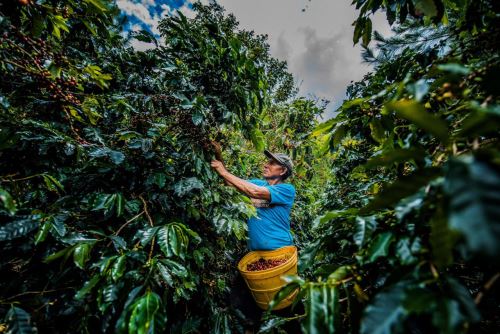 Familias del Alto Huallaga lograron comercializar 64.9 toneladas de cacao y 114.4 de café a mercados nacionales e internacionales. Familias del Alto Huallaga lograron comercializar 64.9 toneladas de cacao y 114.4 de café a mercados nacionales e internacionales.