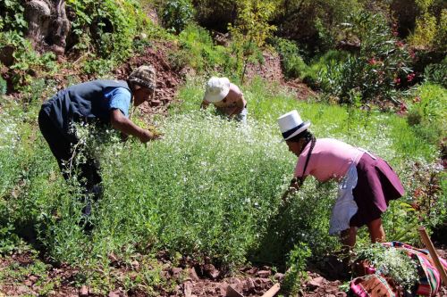 Productores agrícolas deben tomar en cuenta la ubicación geográfica de las parcelas para identificar las zonas adecuadas de siembra o con menor riesgo de inundación.