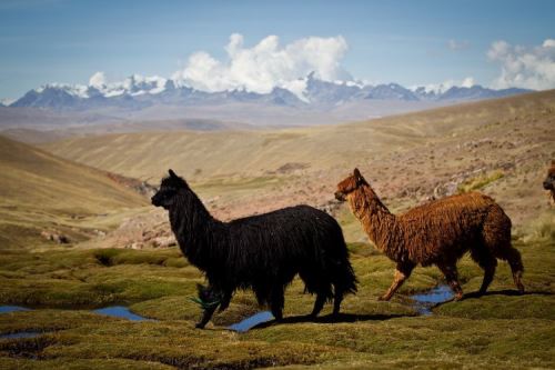 Día Nacional de la Alpaca: conoce su importancia para Perú y por qué su lana  es apreciada