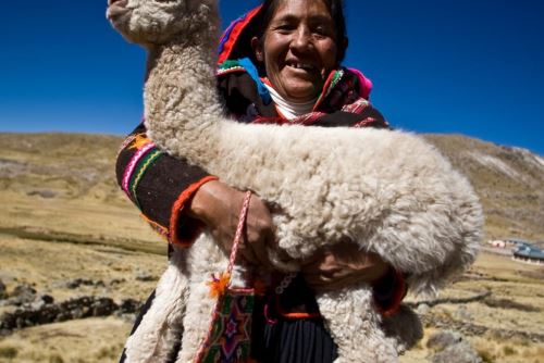 Desarrollo sostenible: lana de alpaca y otras fibras naturales se abren  paso en el mundo, Noticias