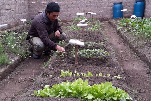 Familias campesinas obtienen con éxito una producción superior a las 2,000 toneladas de productos como zanahoria, lechuga, espinaca, col, cebolla, betarraga, apio y acelga.