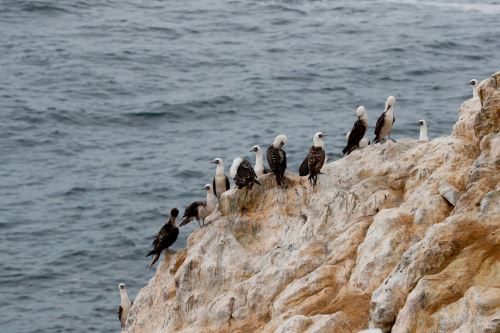 En la reserva Punta Coles habitan aves guanayes y piqueros, entre otras especies.