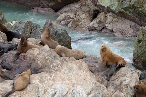 En la reserva Punta Coles habita la colonia más grande de lobos marinos finos del Perú.