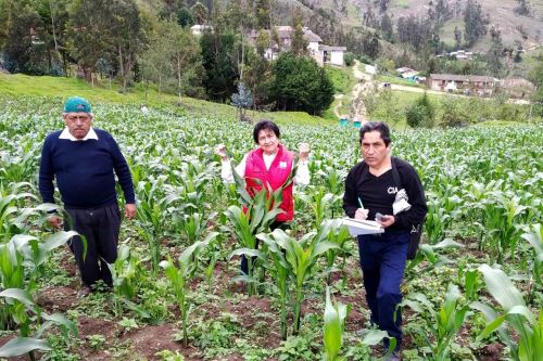 La investigadora cajamarquina Alicia Medina Hoyos entre plantaciones de maíz morado.