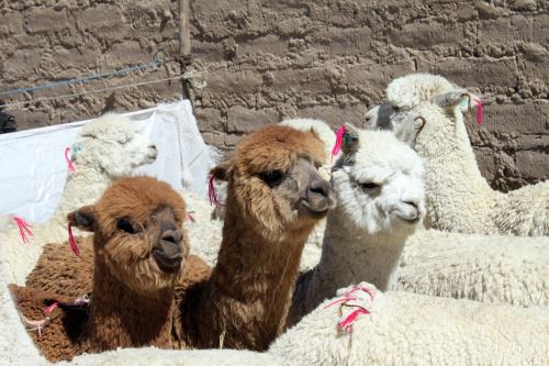 Día Nacional de la Alpaca: conoce su importancia para Perú y por qué su lana  es apreciada