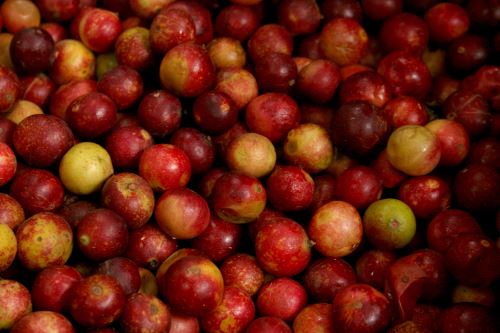 Superalimentos peruanos infaltables en la dieta escolar.