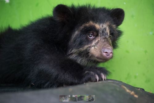 Campana A Favor De Animales Silvestres Logra Primer Apoyo A Centros De Rescate Noticias Agencia Peruana De Noticias Andina