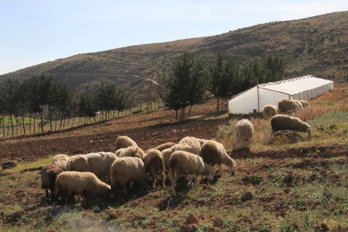 Kits veterinarios permitirán reducir el riesgo de mortalidad y afectación de alpacas.