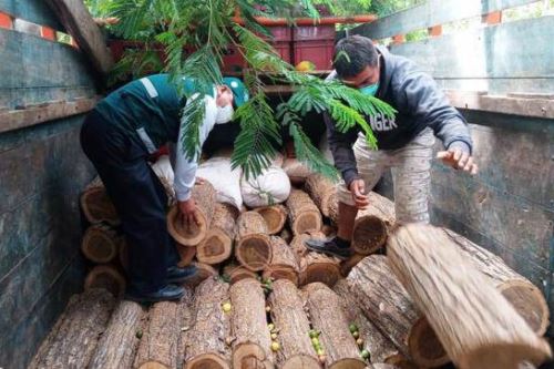 El producto forestal decomisado en Piura está valorizado en más de 1,500 soles.