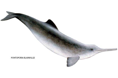 La nueva especie fósil de delfín está cercanamente emparentado con el actual delfín del río de la Plata, en Argentina: Pontoporia blainvillei.
