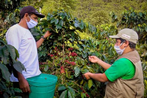 Caficultores aprenden nuevas estrategias de manejo de los cafés especiales.