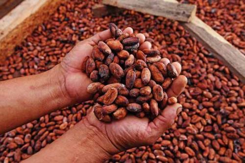 El cacao proveniente de las áreas naturales protegidas es muy especial.