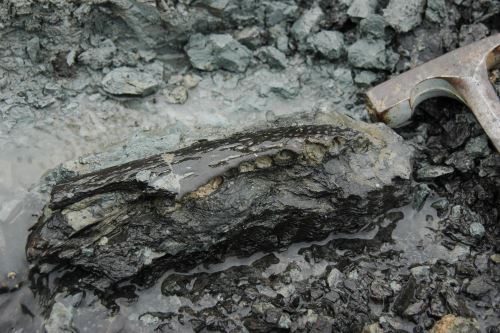 Una pequeña mandíbula del caimán gigante Purussaurus en las arcillas azules de la Formación Pebas.