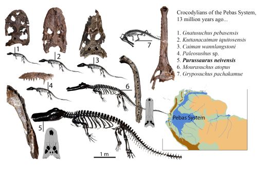 Hace trece millones de años, los crocodílidos del Sistema Pebas incluían una variedad de seis caimanes y un gavial de hocico largo.