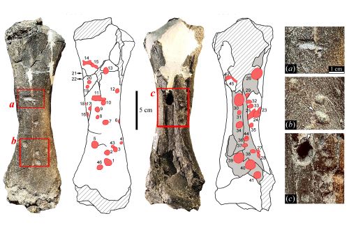 Tibia marcada por mordida. En rojo se muestran las marcas de mordeduras. Las estadísticas muestran detalles de las marcas.