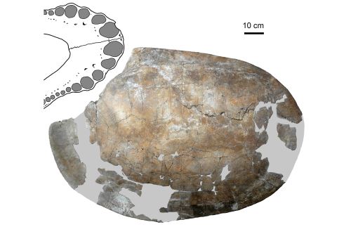 Caparazón fósil de una tortuga gigante que presenta una mordedura de 60 cm hecha por un Purussaurus gigantesco (de uos 10 metros de largo). Esta era la única evidencia previa de la dieta del Purussaurus cuando era gigante.